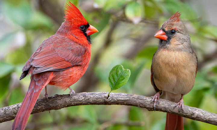 photo depicts a male and female cardinal looking at each other while perched on the same tree branch