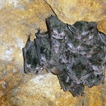 Bat-Killing Fungus Continues in North Carolina