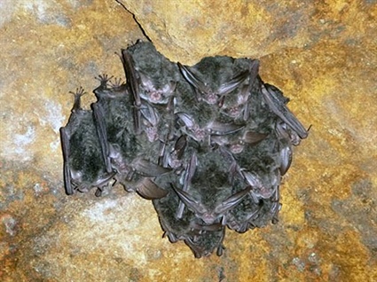 Bat-Killing Fungus Continues in North Carolina