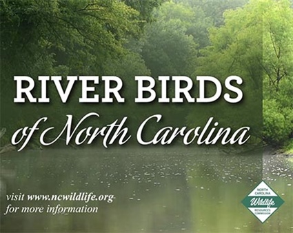 Donate on Line 30 of N.C. State Income Tax Form to Help Wildlife