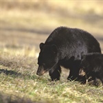 Wildlife Commission Schedules Meetings to Discuss Black Bear Management