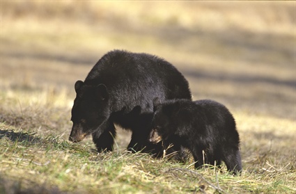 Wildlife Commission Schedules Meetings to Discuss Black Bear Management