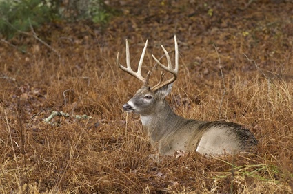 Out-of-State Hunters Can Help Keep CWD Out of North Carolina