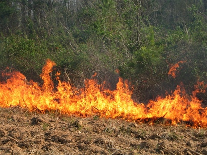 No Cause for Alarm: Prescribed Burns Benefit Wildlife and Habitat