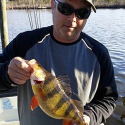 Yellow Perch Fishing In January by Bob Daw