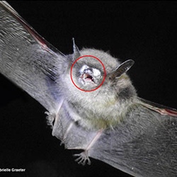 What's Scarier than Bats at Halloween? A World Without Bats!