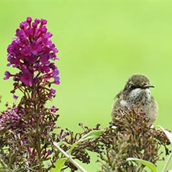 The Birds Are Back in Town – Hummingbirds, that is . . .