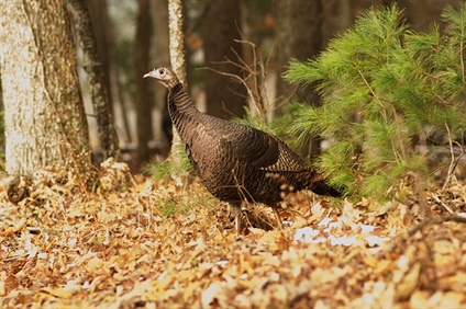 Practice Safety and Ethics as Turkey Season Opens in April