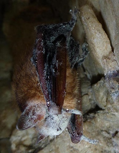 Winter Bat Surveys Document Spread of Deadly Fungus