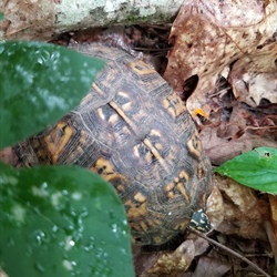 Research Continues on North Carolina's Box Turtle