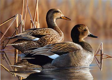 Artists Sought for 2018 North Carolina Duck Stamp Competition