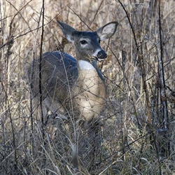 Wildlife Commission Proposes Changes in Deer Regulations for 2018-2019