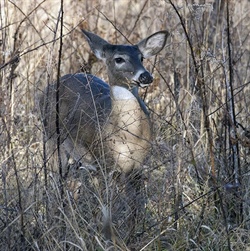 Wildlife Commission Proposes Changes in Deer Regulations for 2018-2019