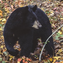 Wildlife Commission Proposes Changes in Bear Regulations for 2018-2019