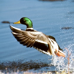 What do you think about allowing migratory bird hunting on Sunday?
