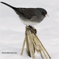 Help Us Celebrate “The Year of the Bird” and Get Your Winter Birding On!