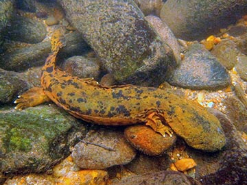 See a Hellbender? The Wildlife Commission Wants to Know