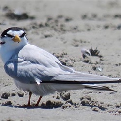Tern Turret Tidings – The Black-“Crowned” Birds are Back in Town