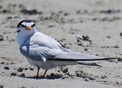 Tern Turret Tidings – The Black-“Crowned” Birds are Back in Town