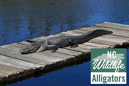 Wildlife Resources Commission Provides Tips to Coexist with Alligators