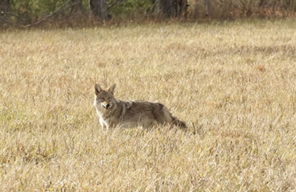 Wildlife Commission Anticipates Seasonal Increase in Coyote Sightings