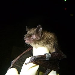 What's Scarier than Bats at Halloween? A World Without Bats.