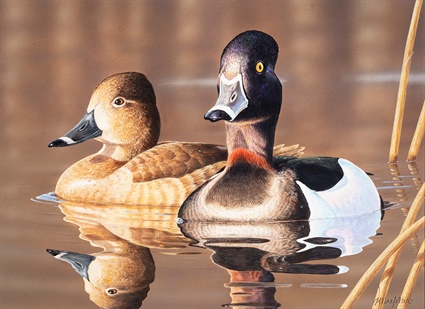 2019 North Carolina Duck Stamp Features Pair of Ring-necked Ducks