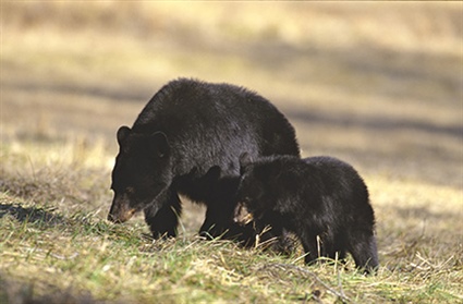 Black Bears are on the Move – What to Do and What Not to Do