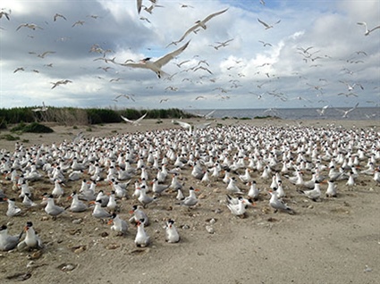 Wildlife Commission Advises to “Share the Shore” with Beach-Nesting Birds this Season