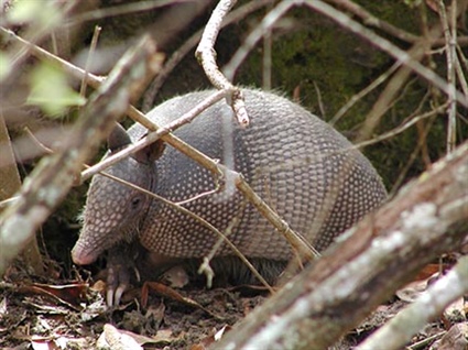 Report Armadillo Sightings in North Carolina to the Wildlife Commission