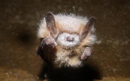 More Bad News for Bats as Fungal Pathogen that Causes White-Nose Syndrome Found in Four New Counties