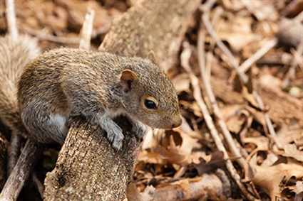 Wildlife Commission Provides Tips on “Orphaned” Young Squirrels
