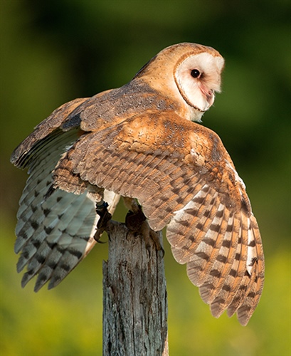 Wildlife Commission Seeks Public’s Help in Barn Owl Sightings and Nest Box Placement