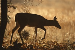 Wildlife Commission Seeks Wildlife Observation Information From Hunters