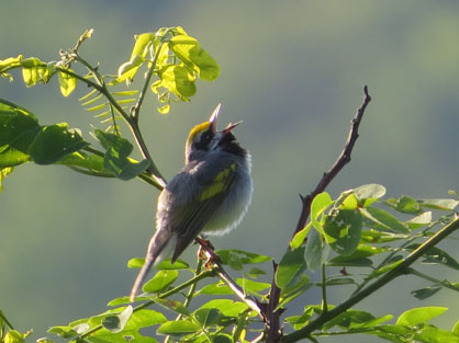 Timber Harvests Attract Rare Golden-Winged Songbirds