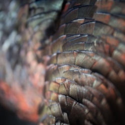 Summary Report for 2019 Summer Wild Turkey Observation Survey Now Available