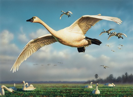 2020 North Carolina Duck Stamp to Feature Tundra Swan