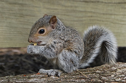 Wildlife Resources Commission Provides Tips on “Orphaned” Young Squirrels