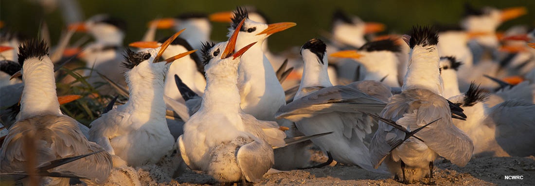 Beachgoers: Watch for Nesting Birds Now through Aug. 31