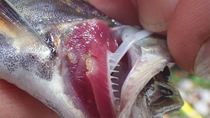 Biologists Find Gill Lice in Brook Trout in Cullasaja River Tributaries