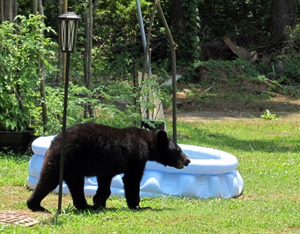 Warm Weather Brings Black Bear Sightings and Advisories 