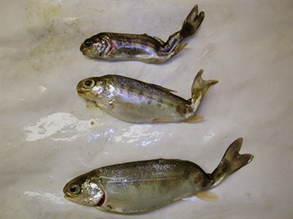 Whirling Disease Found in Watauga River Rainbow Trout