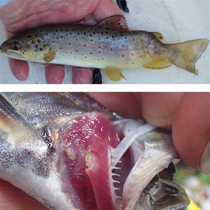 State Trout Hatcheries to Resume Stocking Fish after Testing Negative for Whirling Disease