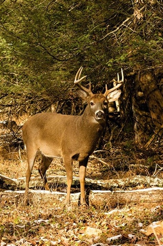 Wildlife Commission Offers Two Free Deer Seminars in Raleigh