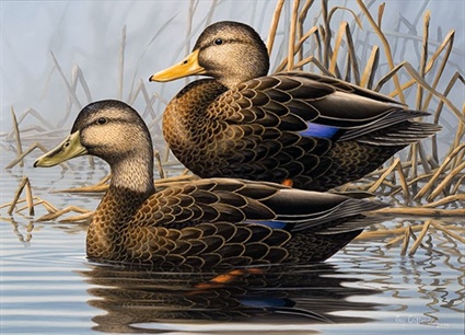 Artists Sought for North Carolina Duck Stamp Competition