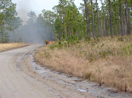 Prescribed Burn Conducted Today on Green Swamp Game Land