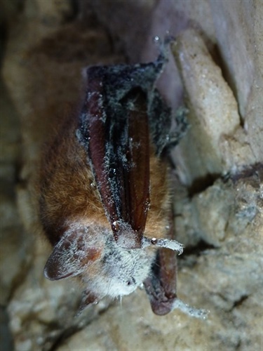 White-Nose Syndrome Discovered in Haywood County