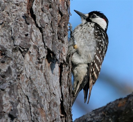 Red-Cockaded Woodpeckers Find Safe Harbor in Agreement 