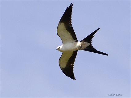 Biologists Discover First Swallow-tailed Kite Nest in North Carolina