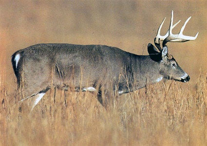 Wildlife Commission Schedules Deer Hunting 101 Seminar in Raleigh